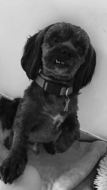 chien lost   71330 Saint-Germain-du-Bois Jackson