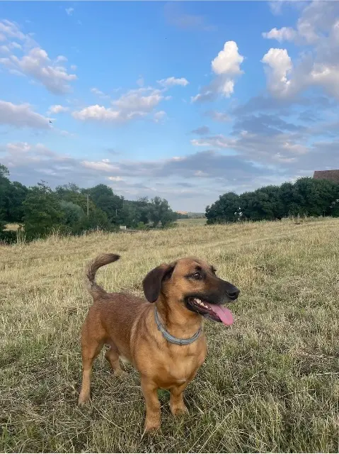 chien lost   71000 Mâcon Jo
