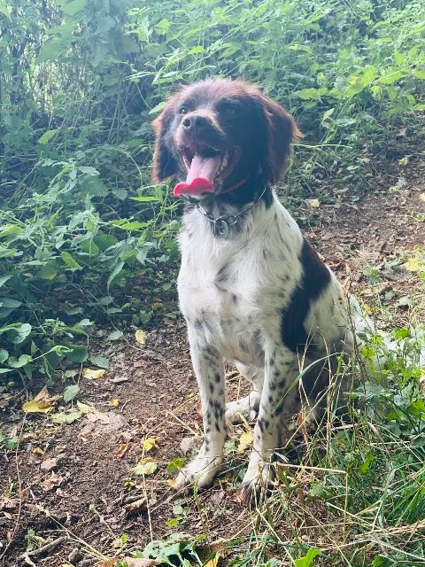 chien lost   71520 Curtil-sous-Buffières Loulou