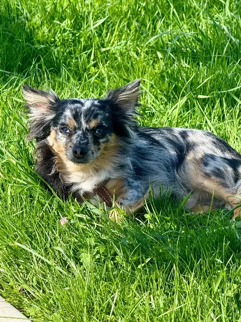 chien lost   71960 Pierreclos Rolly