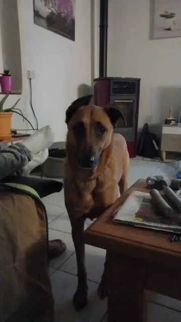 chien lost   71290 Rancy Scooby