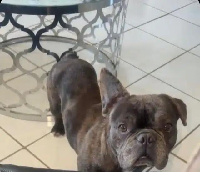 chien lost   71470 Montpont-en-Bresse Taïko