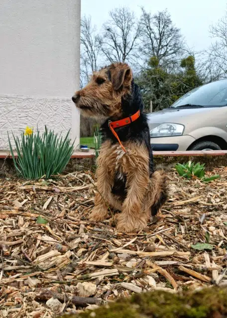 chien lost   71990 Saint-Léger-sous-Beuvray Tyson