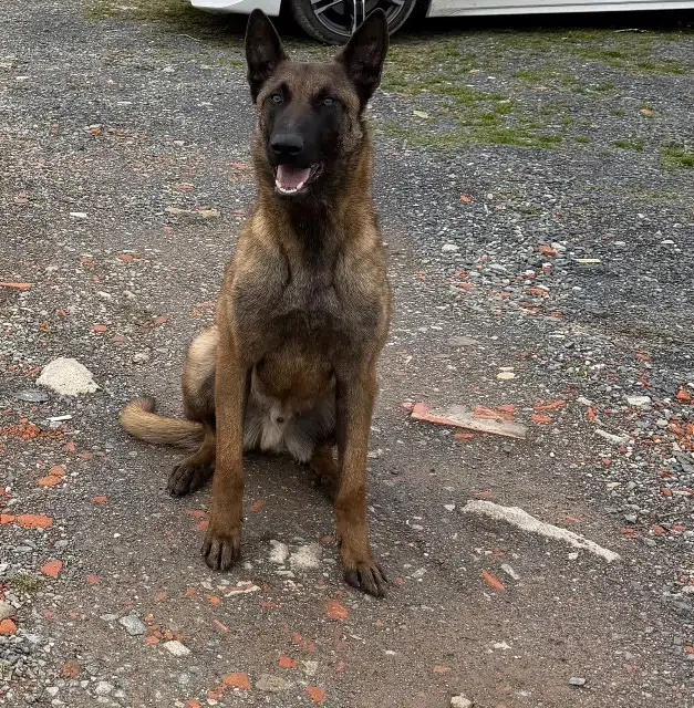 chien lost   71600 Vitry-en-Charollais Venom