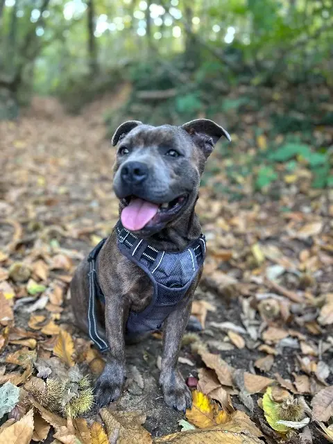 chien lost   72460 Sillé-le-Philippe Aïko