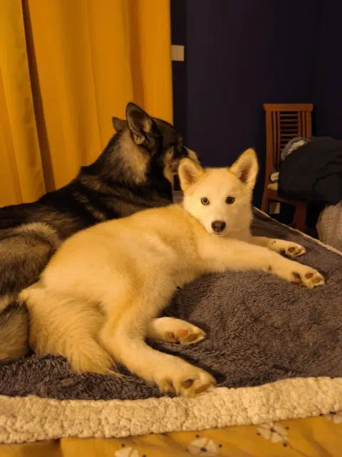 chien lost   72400 Cormes Aïko