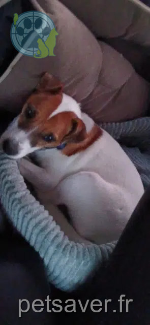 Hund lost   72290 Ballon-Saint Mars Tao