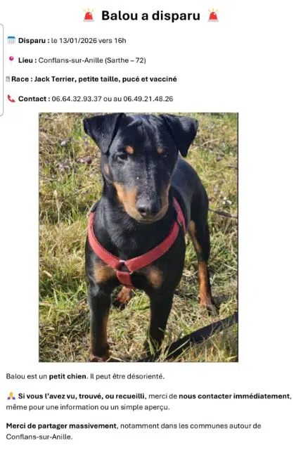 chien lost   72120 Conflans-sur-Anille Balou