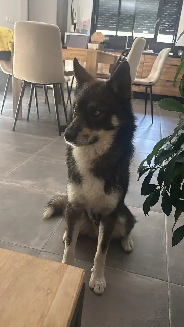 chien lost   72220 Teloché Balto
