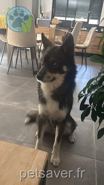 hond vermist 72220 Teloché Balto hond lost 72220 Teloché Balto