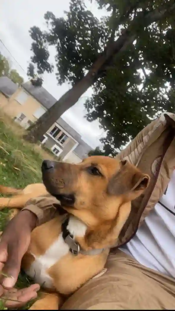 Chien Perdu 72 Sarthe - Boubou Chien Perdu 72 Sarthe - Boubou