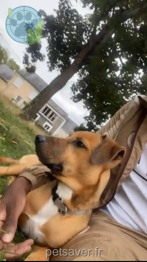 Chien Perdu 72 Sarthe - Boubou Chien Perdu 72 Sarthe - Boubou