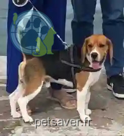 Chien Perdu 72 Sarthe - Cookie Chien Perdu 72 Sarthe - Cookie