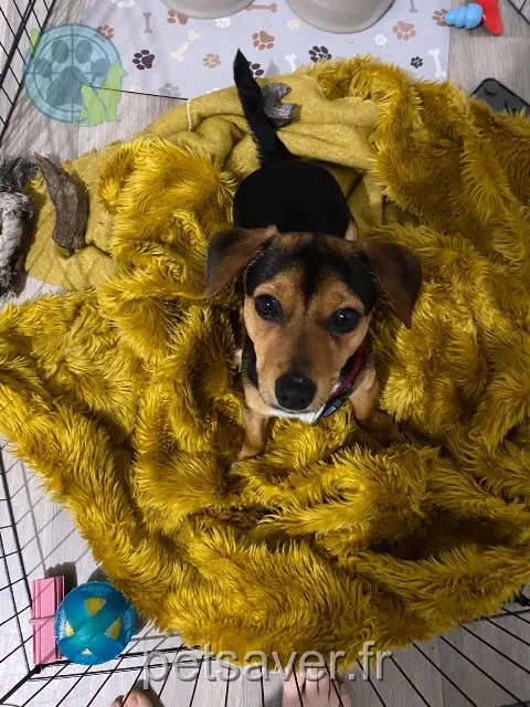 chien lost   72650 La Milesse Hades