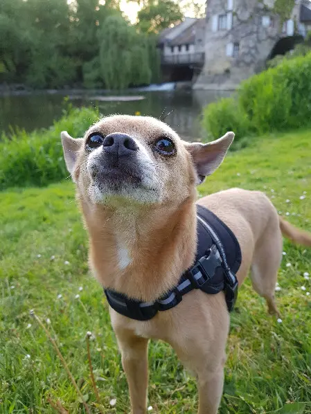 Chien Perdu 72 Sarthe - Junior