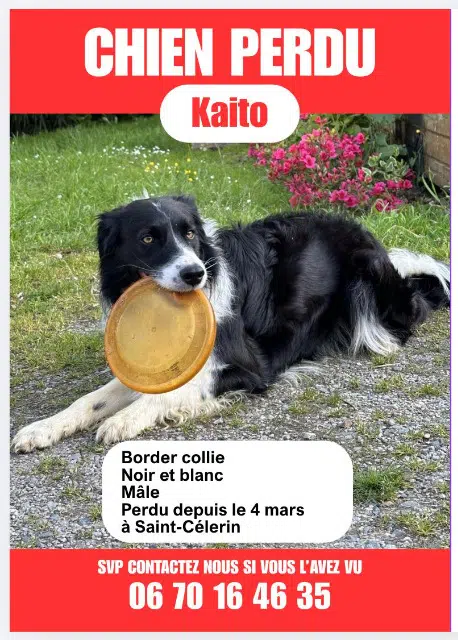 chien lost   72110 Saint-Célerin Kaïto
