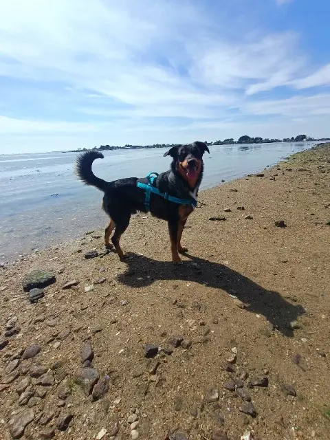 chien lost   72430 Asnières-sur-Vègre Layko