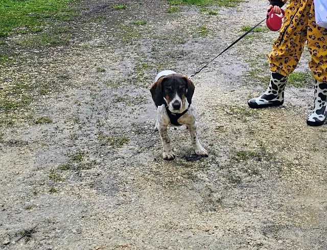 chien lost    Loir en Vallée Kuzqo