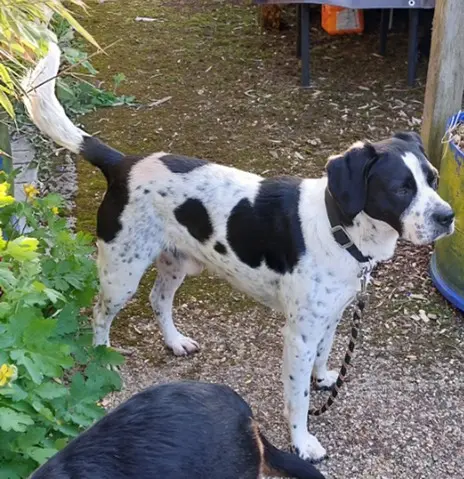 chien lost   72510 Château-l'Hermitage Neyo
