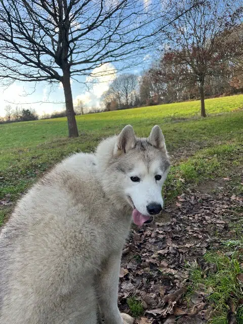 chien lost   72240 Mézières-sous-Lavardin Ralph