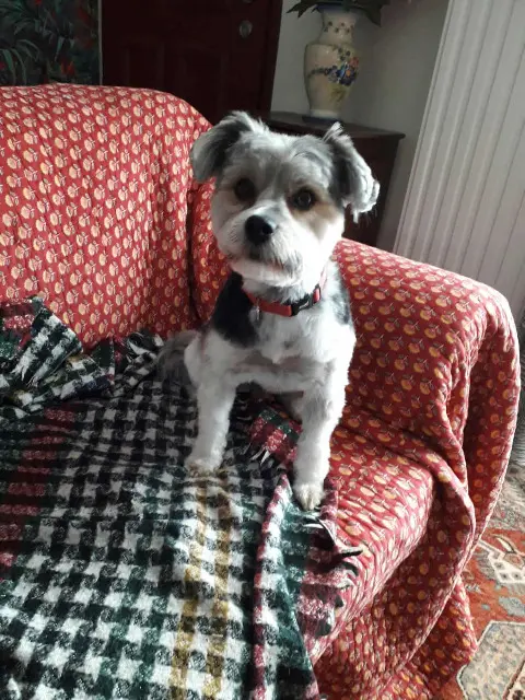 chien lost   72550 Degré Saintex