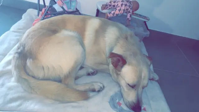 chien lost   72160 Thorigné-sur-Dué Stark