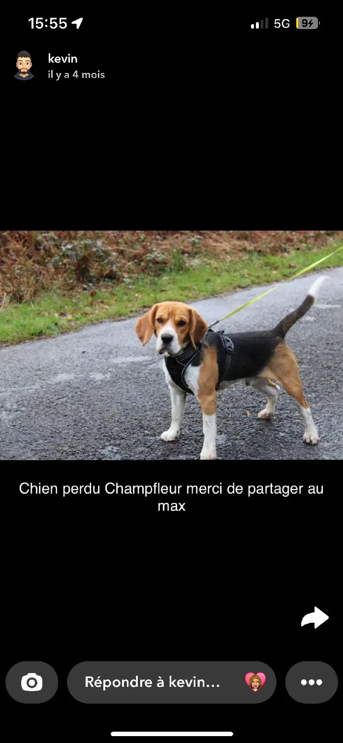 Chien Perdu 72 Sarthe - Tornade Chien Perdu 72 Sarthe - Tornade