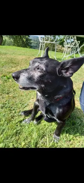 chien lost   72650 La Milesse Ulysse