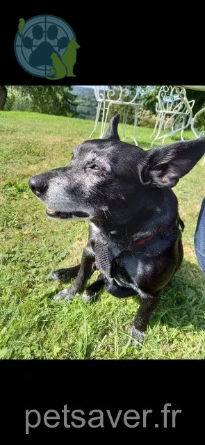 cão perdido 72650 La Milesse Ulysse cão lost 72650 La Milesse Ulysse