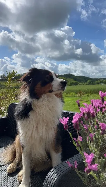 chien lost   72150 Courdemanche Ulysse
