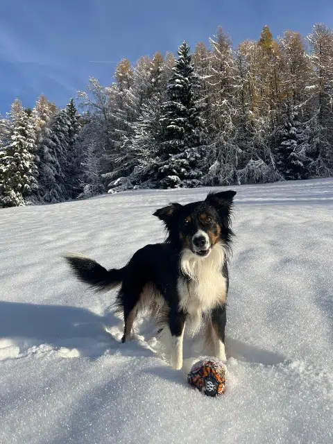 chien lost   73700 Bourg-Saint-Maurice Gatsby