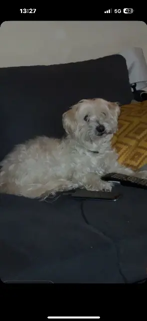 chien lost   73300 Saint-Jean-de-Maurienne Hugo