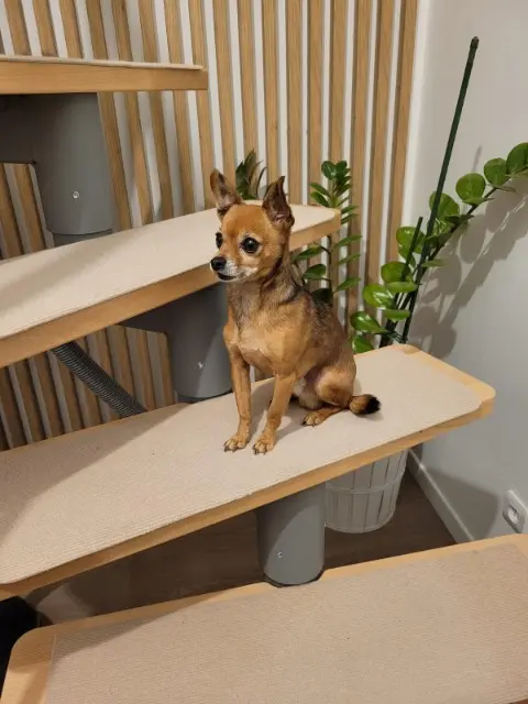 chien lost   73490 La Ravoire kiko