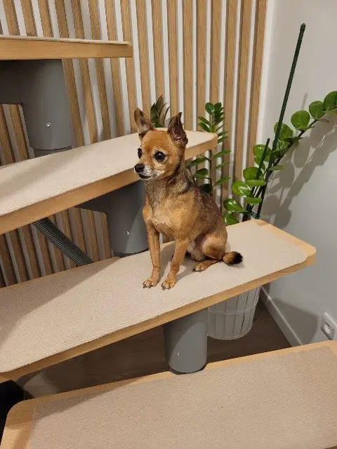 chien lost   73490 La Ravoire Kiko