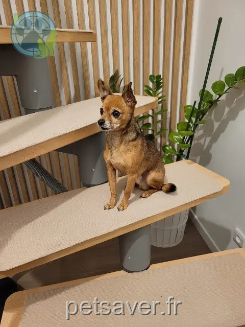 hond vermist 73490 La Ravoire Kiko hond lost 73490 La Ravoire Kiko
