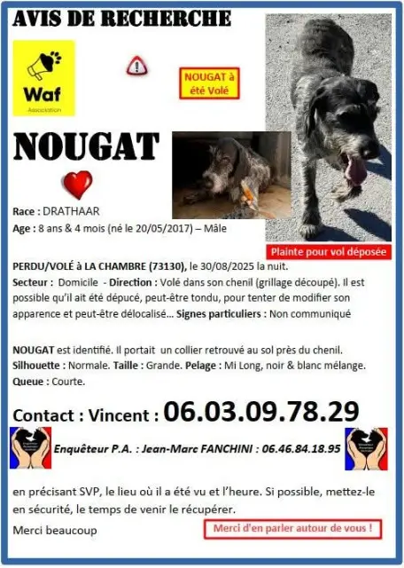 chien lost   73870 Saint-Julien-Mont-Denis Nougat