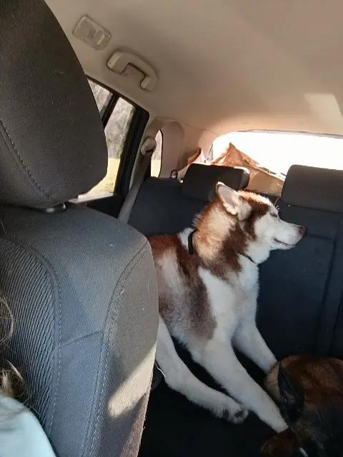 chien lost    Cohennoz Sanka