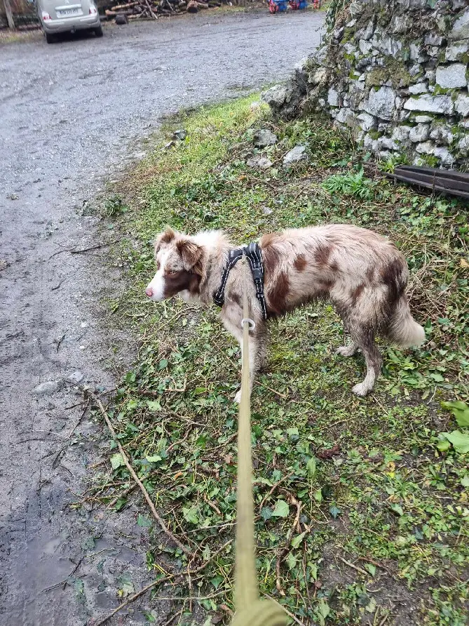 Chien Perdu 73 Savoie