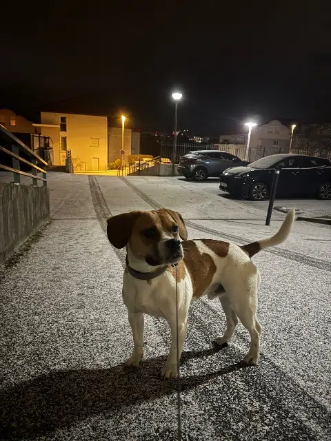 chien lost    Annecy Charly