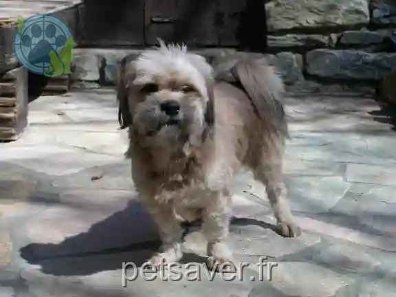 Chien Perdu 74 Haute-Savoie - Bailan Chien Perdu 74 Haute-Savoie - Bailan
