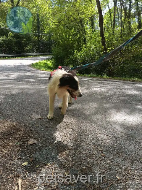 chien lost 74150 Lornay Bolton