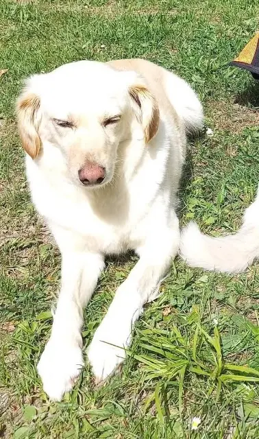 chien lost   74210 Faverges-Seythenex Bandit