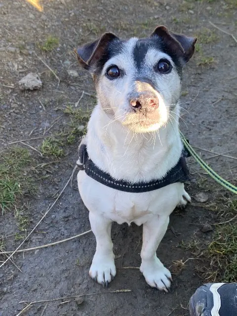 chien lost   74140 Veigy-Foncenex Guizmo