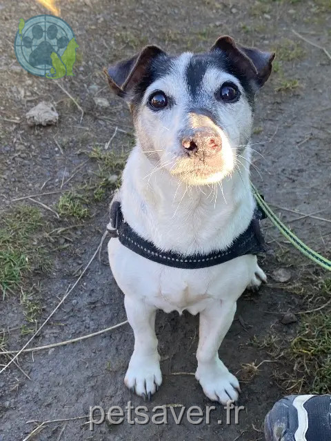 chien perdu 74140 Veigy-Foncenex Guizmo chien lost 74140 Veigy-Foncenex Guizmo