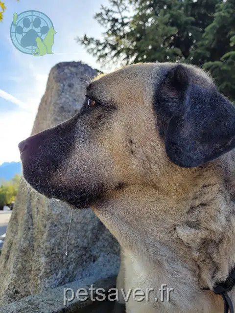 chien lost 74920 Combloux Marlo