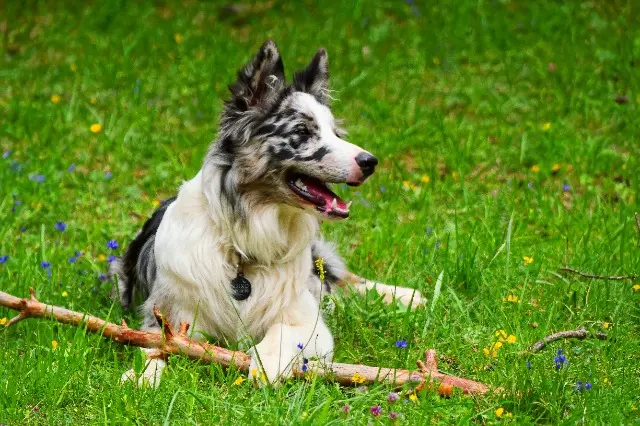 chien lost   74380 Bonne Neïko