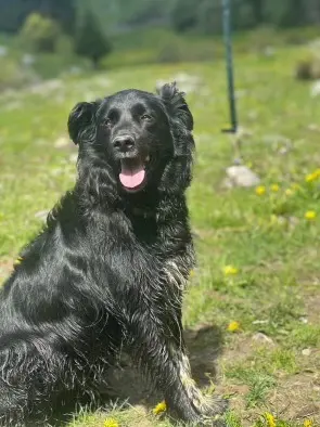 chien lost   74700 Sallanches Olaf