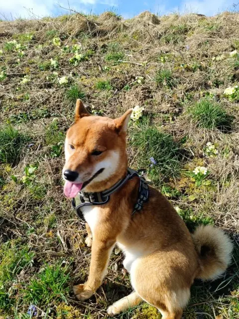 chien lost   74800 Saint-Pierre-en-Faucigny Otis