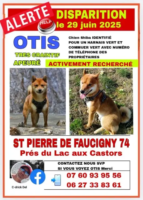 chien lost   74800 Saint-Pierre-en-Faucigny OTIS