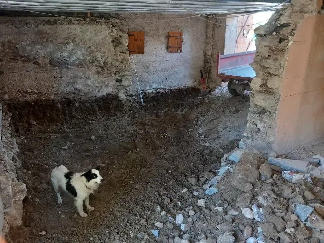 chien lost   74330 Lovagny Rambo